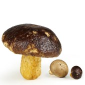 天生好果香菇脆片100克