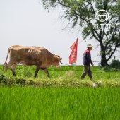 米妹妹福禄稻五常大米礼盒2.5kg