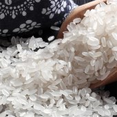 金龙鱼鲜萃长粒香米5KG