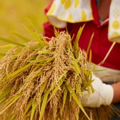 米妹妹黑龙江软香米2.5kg
